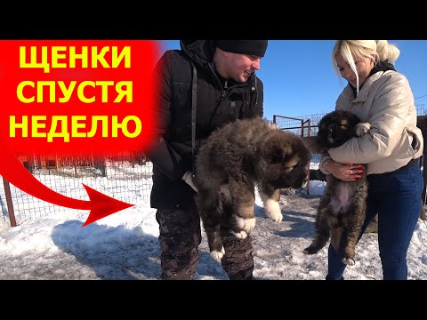 Видео: Показ щенков спустя неделю / Кавказская овчарка