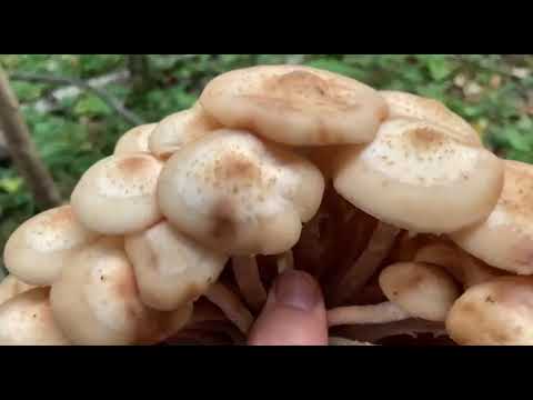 Видео: Нарезали море опят