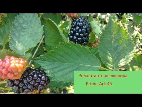 Видео: Ремонтантная ежевика Prime Ark 45