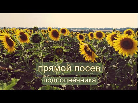 Видео: прямой посев  подсолнечника