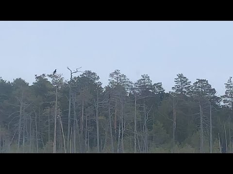 Видео: Обустройство избы. Комфорт на природе. Таежное озеро. Часть 2