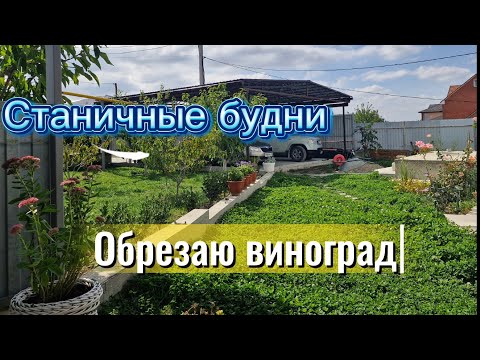 Видео: Обрезка винограда. Работы в теплице. Станица НАТУХАЕВСКАЯ.