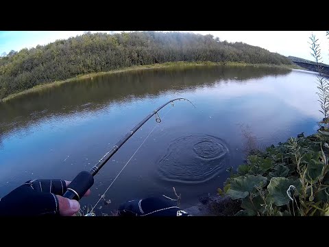 Видео: Взял Спиннинг и поеха на СВИЯГУ! Рыбалка на спиннинг с берега!