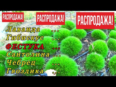 Видео: Фестука (Овсяница), Лаванда, Сантолина, Гибискус, Чебрец, Гвоздика - РАСПРОДАЖА!!!