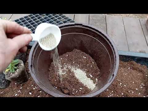 Видео: Сажаю кашпо с Калибрахоа на весну! Важные моменты!!!