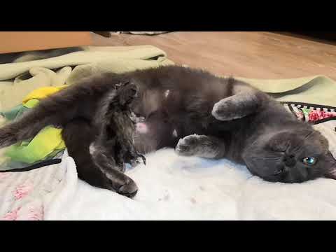 Видео: Роды шотландской кошки