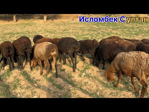 Видео: Савдо шудан рафтан бародоро рахмат 2025 г.