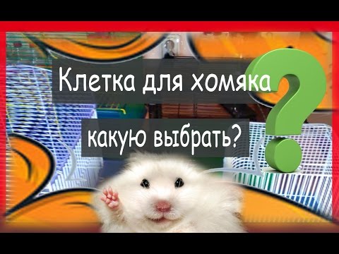 Видео: Клетка для хомяка: какую выбрать? Полная версия