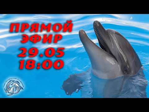 Видео: Энергичные афалины и милые моржи - лучшие друзья в Санкт-Петербургском Дельфинарии.