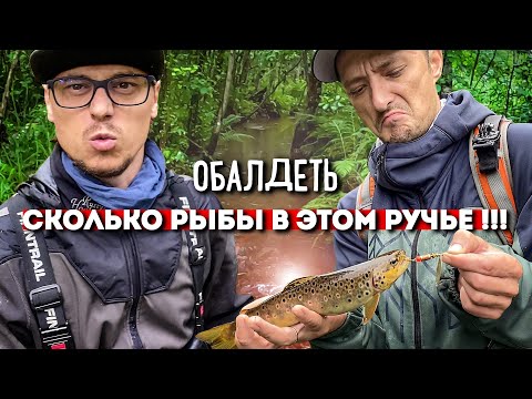 Видео: В этом ручье РЫБА не видела человека! Форелевое эльдорадо!