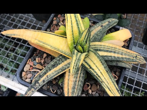 Видео: Коллекция редких Гастерий Георгия Аристова - Gasteria collection