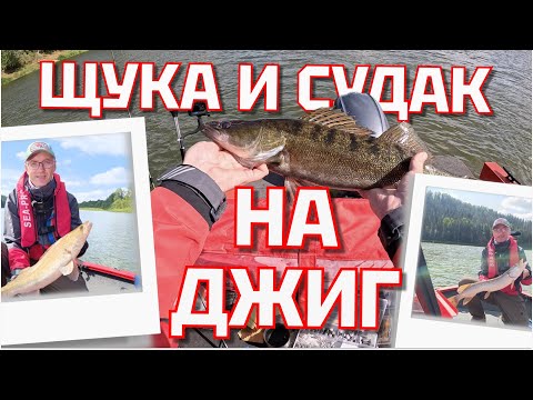 Видео: Щука и судак на джиг.