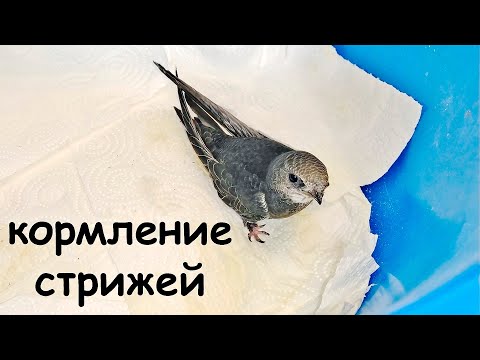 Видео: Кормление стрижей