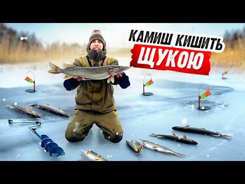 Видео: Звідки в цьому КАМИШУ стільки ЩУКИ ?! Мороз -10 а ми ловим на Жерлиці!
