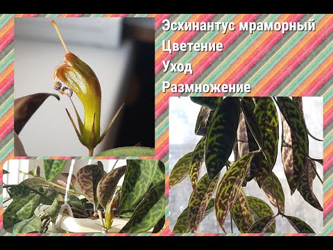 Видео: Эсхинантус мраморный.Цветение,уход,размножение.Растение для подвесных кашпо.