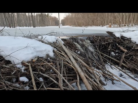 Видео: В ожидании тепла. Конец марта. Замёрзшая бобровая плотина.