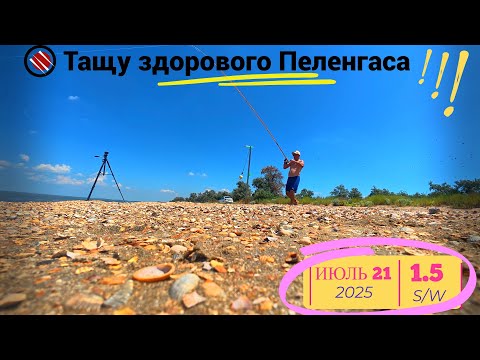 Видео: Попапали на дикий жор пеленгаса июль 2025