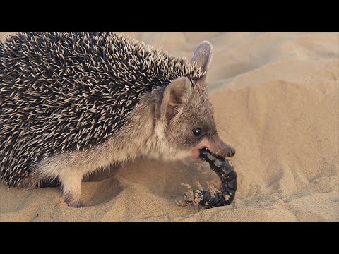 Видео: Ушастый ёж – ловкий пустынный хищник и гроза ядовитых змей!