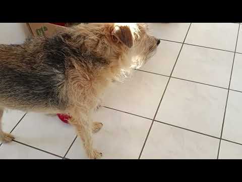 Видео: Франция, видео из дома, который больше не наш 🏡🍂🐕