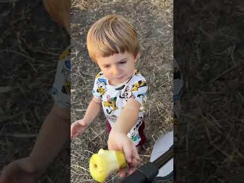 Видео: Як ми намагалися зірвати грушу з Артемом😅 Вечірня прогулянка 