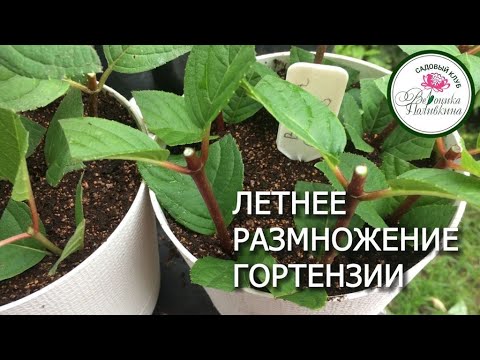 Видео: ЛЕТНЕЕ РАЗМНОЖЕНИЕ ГОРТЕНЗИИ