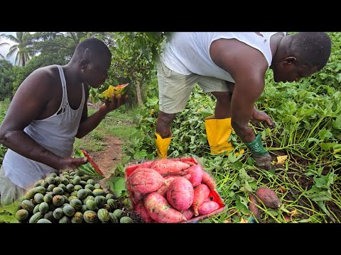 Видео: Вот что случилось с дыней. Сладкий картофель готов к продаже.