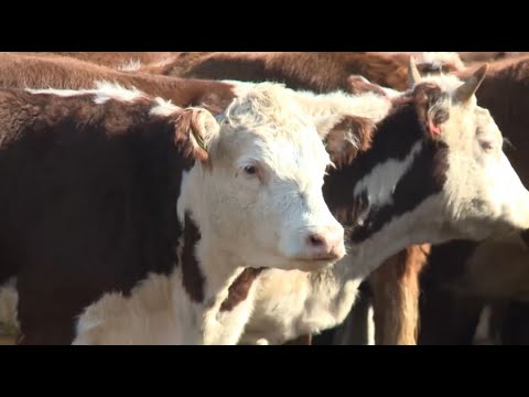 Видео: Казахстан снизил объёмы экспорта говядины