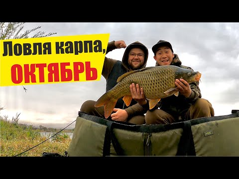 Видео: Ловля карпа в октябре, охота за осенним карпом. Рыбалка близ Алматы #fishing #carpfishing #fish
