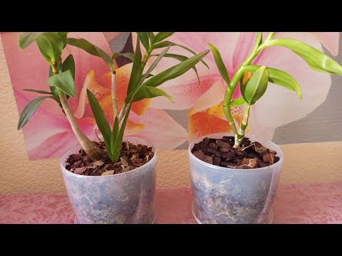 Видео: 08.09.2025.ГОТОВИМСЯ К ЗИМЕ 😂,ПЕРЕСАДКА ДВУХ КРАСОТОК 🌺☀️❤️