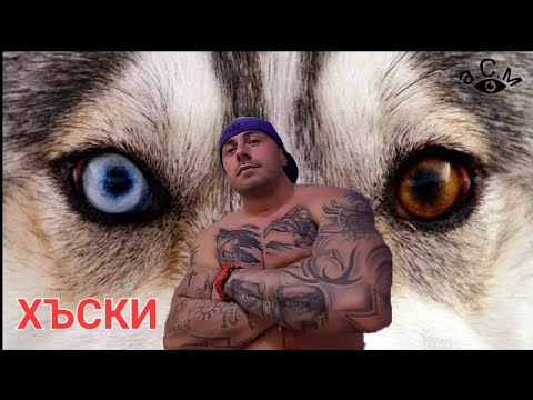 Видео: ХЪСКИ - ФАКТИ И ПОВЕДЕНИЕ    а.С.м