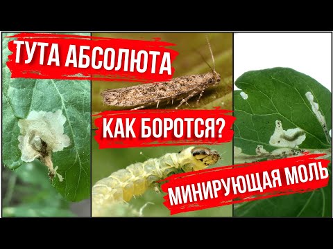 Видео: Тута Абсолюта, минирующая моль. Как бороться?