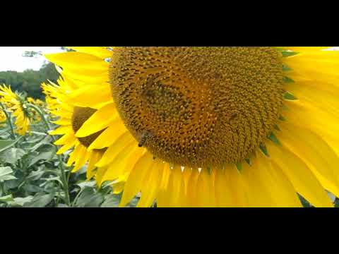 Видео: 🌻🌻🌻   Цветёт подсолнух , но на такой подсолнух пчела никогда не пойдёт...🔅