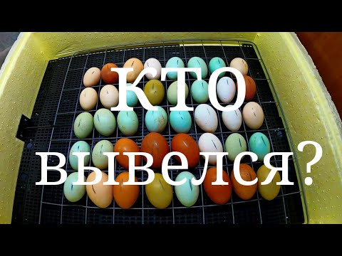 Видео: Инкубация цыплят. Цветной Микс куриных яиц. Как прошла и кто вывелся. Цыплята из пасхальных яиц.