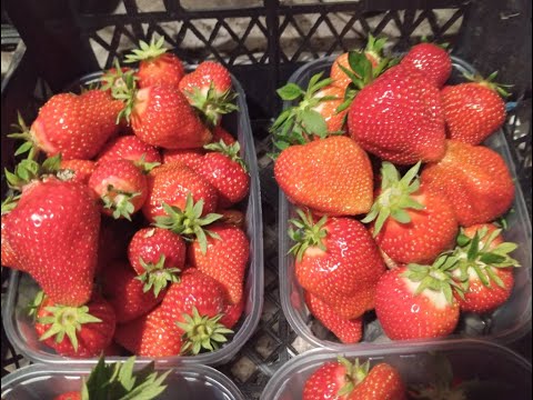 Видео: Обзор ранних сортов клубники, Сандра, Брилла, Твист, Альба, Лючия, Дивная.