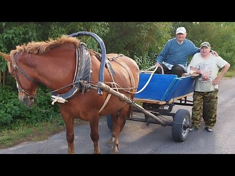 Видео: ЛОШАДИ/КОНЬ ОРЛИК И ЕГО ХОЗЯИН