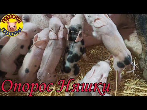 Видео: Опорос Няшки. 2 февраля 2022 г.