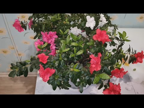 Видео: Комнатные цветы. Азалия.