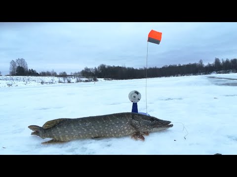 Видео: ПРОВЕРЯЕМ ЖЕРЛИЦЫ ОСТАВЛЕННЫЕ НА НОЧЬ🌛.ЩУКА🦈 НА ЖЕРЛИЦЫ ВЕСНОЙ.