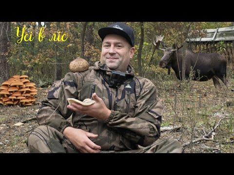 Видео: Опеньків можна тріммером косити\В лісі народу що на базарі\Хто рано встає тому ліс роздає