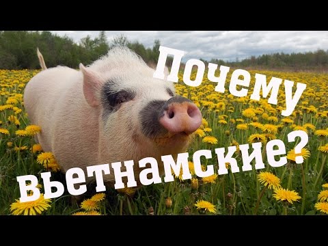 Видео: Почему у нас вьетнамские свиньи? // Из города в деревню.