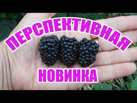 Видео: Ежевика Блэк Джэм - новый ремонтантный сорт ежевики