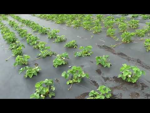 Видео: ОБЗОР УЧАСТКОВ  Последствия холодной весны 2025 года