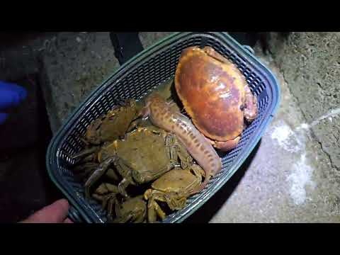 Видео: Ловля краба в Португалии