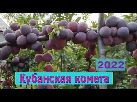 Видео: Кубанская комета алыча в Подмосковье 2022г