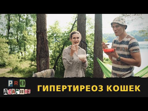 Видео: Pro диагноз. Гипертиреоз кошек