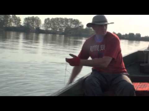 Видео: Ловля сома с применением квока (Часть 2)