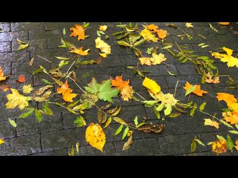 Видео: ОСЕННЯЯ РОМАНТИКА  В СОПРОВОЖДЕИИ КРАСИВОЙ МУЗЫКИ