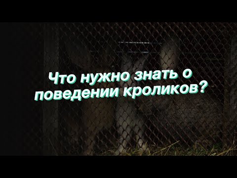 Видео: Что нужно знать о поведении кроликов?