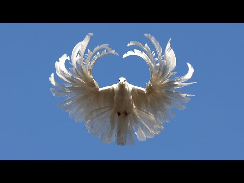 Видео: СВГ. Лето 2025 года. 1 часть.