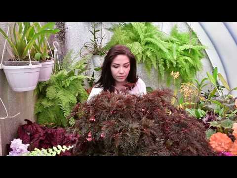 Видео: Бегония Bipinnatifida